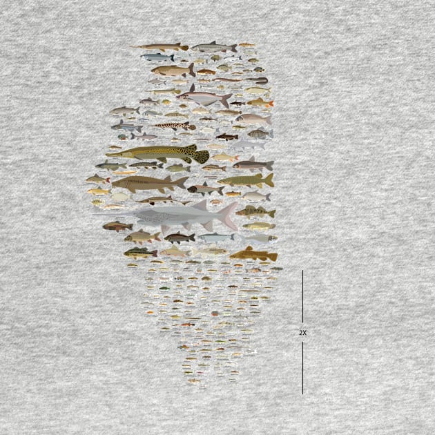 Illinois Fish Species Poster by andybirkey